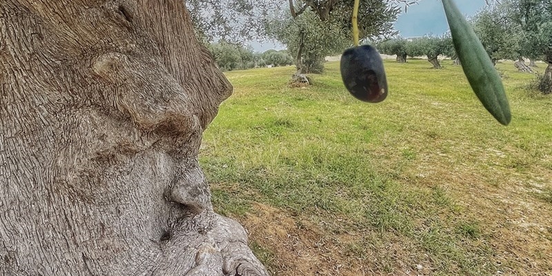Scocca l’ora di «Cinefestival Genusia»