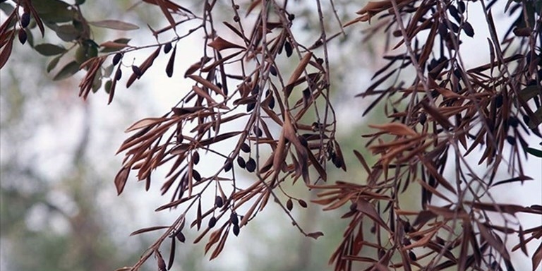 Avanza la Xylella: misure di contenimento anche su Ginosa, Laterza, Castellaneta e Mottola