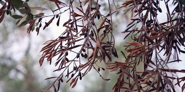 Xylella in Puglia 