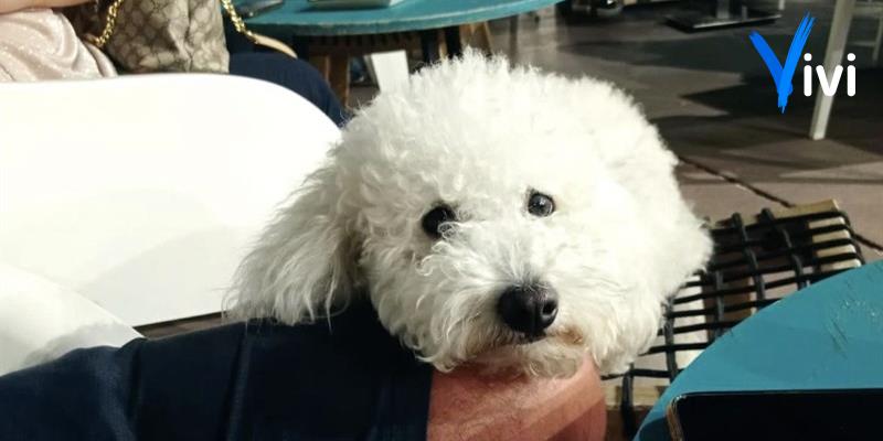 Cagnolina