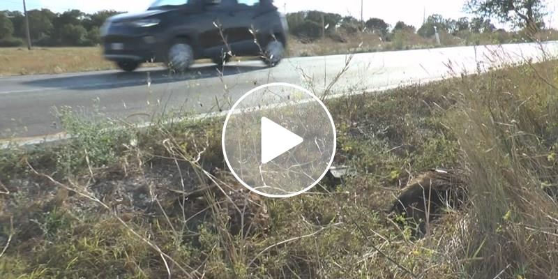 Attraversamento killer: 10 cinghiali investiti da un'auto