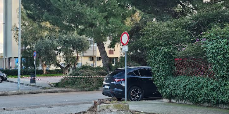 Allarme desertificazione a Palagiano: Legambiente contesta l'abbattimento dei pini