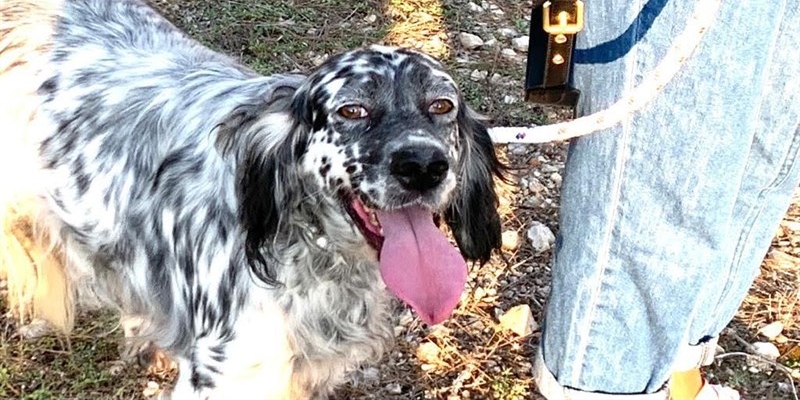 Cane al guinzaglio Cane al guinzaglio