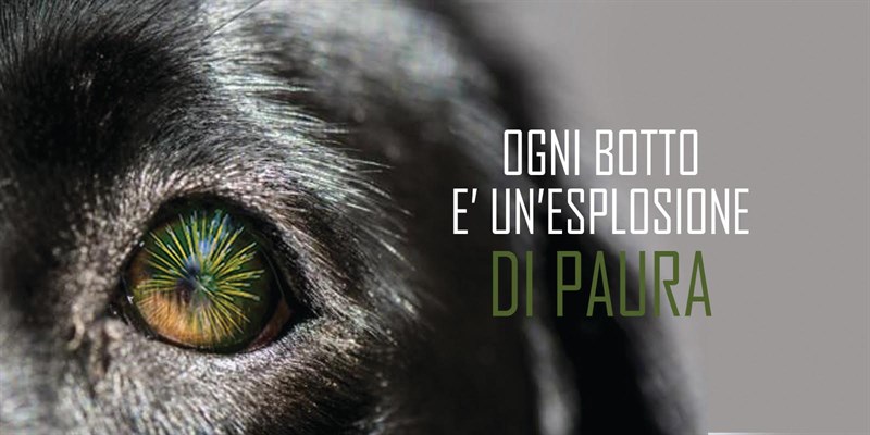 Capodanno, per gli animali è un'esplosione di paura Capodanno, per gli animali è un'esplosione di paura