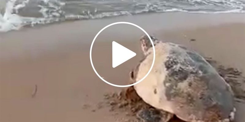 Nuovo nido di tartarughe a Castellaneta Marina