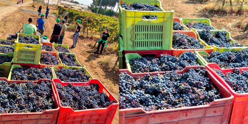 La vendemmia al Mondelli La vendemmia al Mondelli