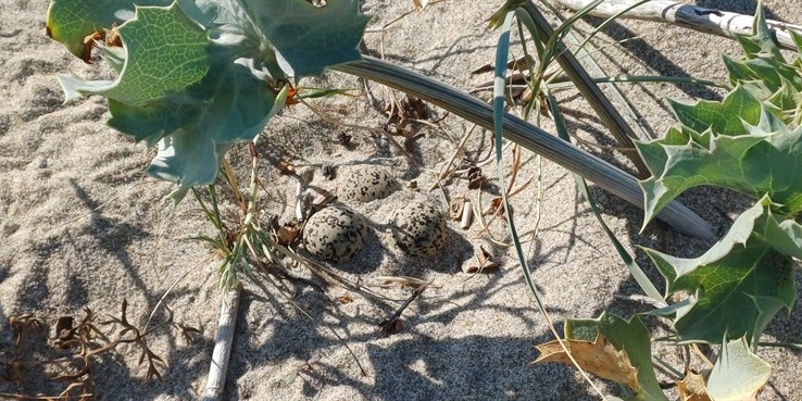 Tornano i fratini sulla spiaggia di Castellaneta Marina