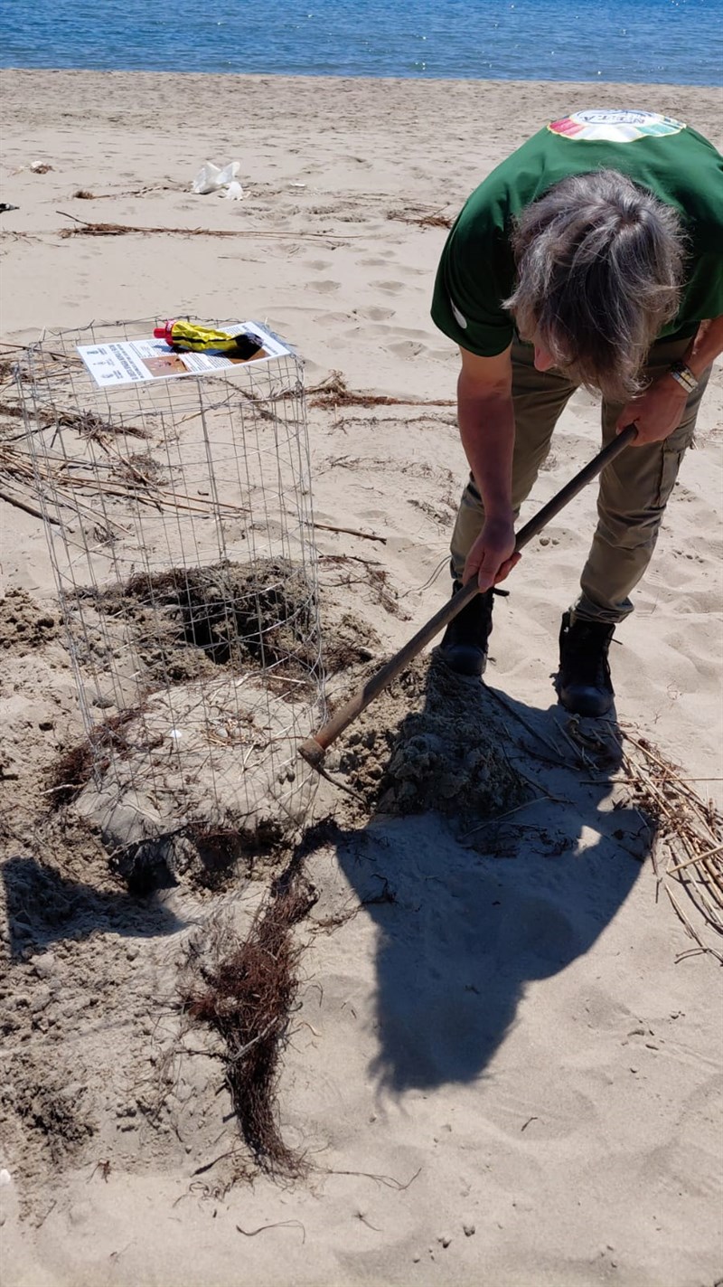Tornano i fratini sulla spiaggia di Castellaneta Marina
