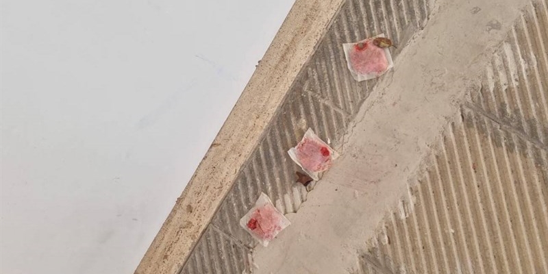 Gatti avvelenati in strada: cosa accade a Palagianello?