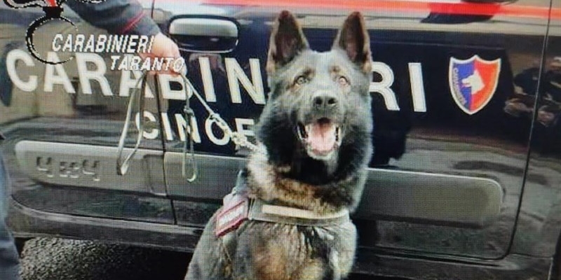 Il cane One del Gruppo Cinofili di Modugno