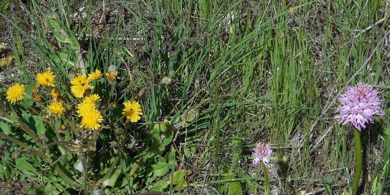 Nell’oasi WWF Monte Sant’Elia per scoprire “I Fiori di Primavera” del parco Terra delle Gravine