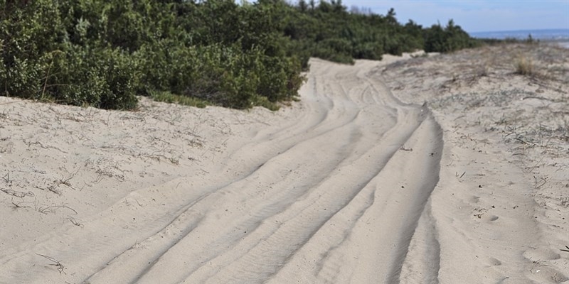 Pino di Lenne Pino di Lenne