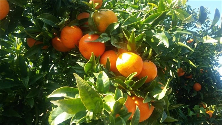 Le clementine Le clementine