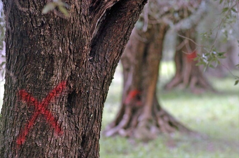Xylella, bene la richiesta di calamità a Taranto. In un anno di monitoraggio, 314 gli ulivi infetti