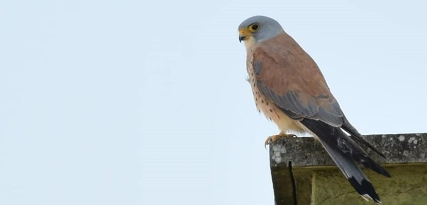 Esemplare di falco grillaio Esemplare di falco grillaio