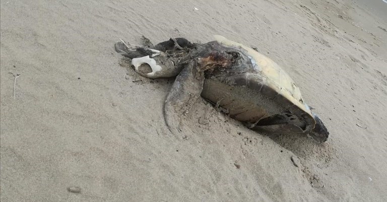 La tartaruga ritrovata La tartaruga ritrovata