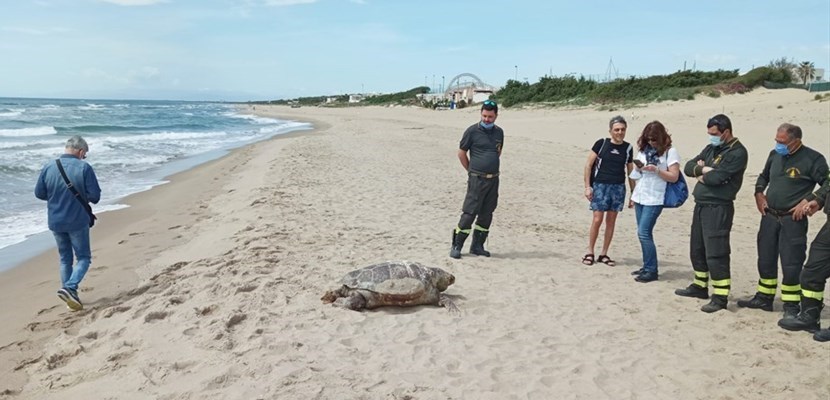 Due grosse tartarughe senza vita sulla spiaggia di Castellaneta Marina