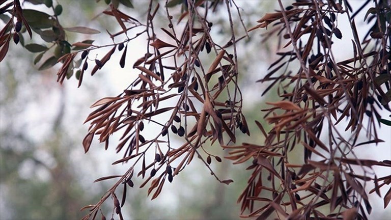Xylella in Puglia Xylella in Puglia