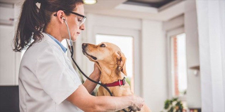 Veterinario Veterinario
