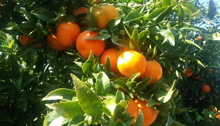 Le clementine Le clementine