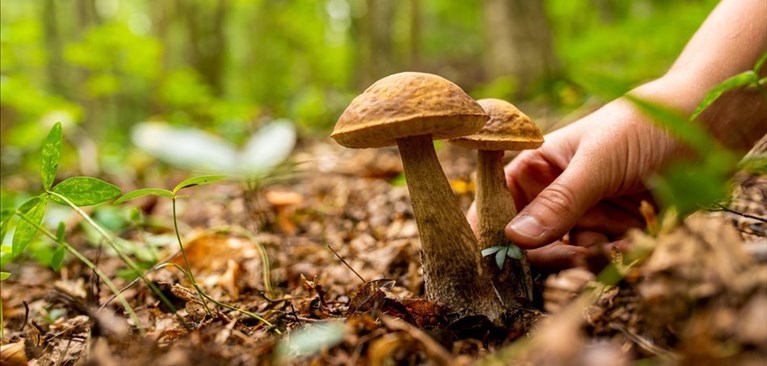 Funghi Funghi