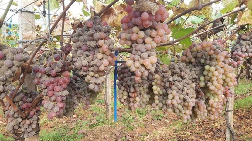 Uva da tavola Uva da tavola