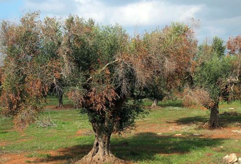 Xylella fastidiosa