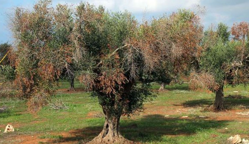 Xylella fastidiosa