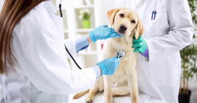 Veterinari Veterinari