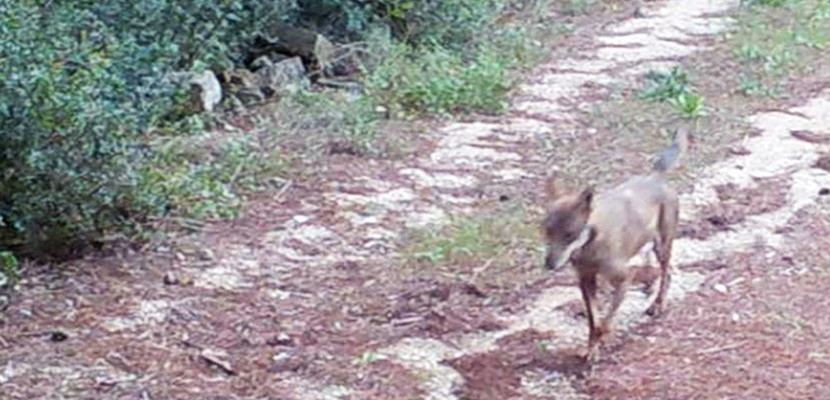 La fototrappola immortala un lupo