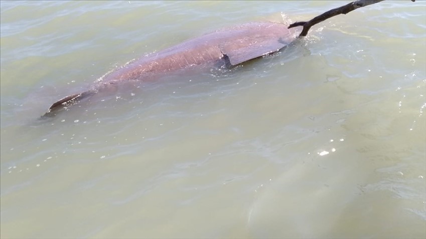 Uno squalo enorme spiaggiato nei pressi di Marina di Ginosa