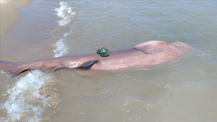 Uno squalo enorme spiaggiato nei pressi di Marina di Ginosa