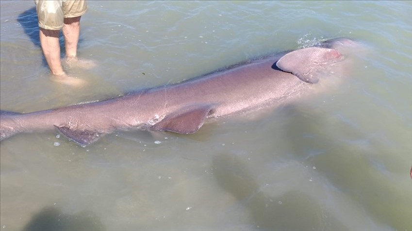 Uno squalo enorme spiaggiato nei pressi di Marina di Ginosa