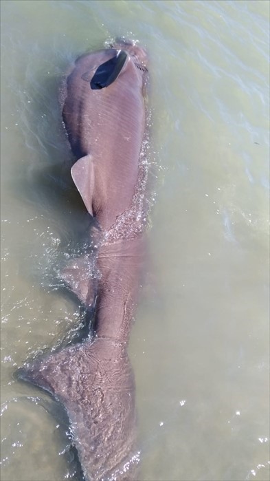 Uno squalo enorme spiaggiato nei pressi di Marina di Ginosa