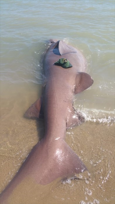 Uno squalo enorme spiaggiato nei pressi di Marina di Ginosa