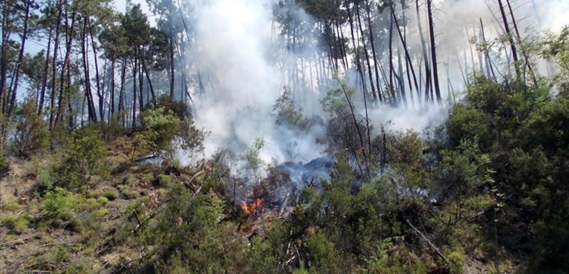 Incendi boschivi