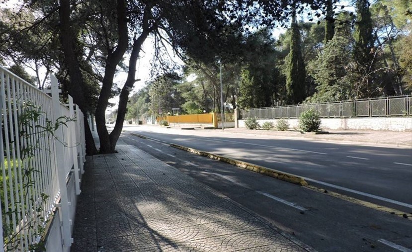 Rubavano palme nelle ville di Castellaneta Marina: due arresti