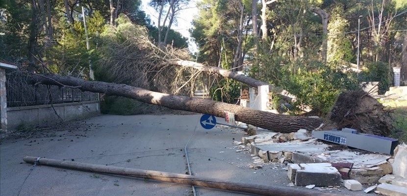 Alcuni pini abbattuti dai venti di burrasca a Castellaneta Marina