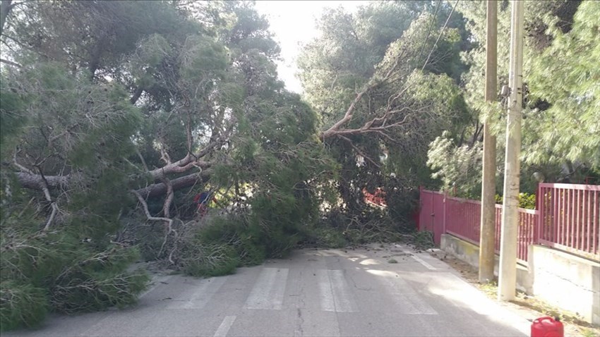 Le immagini dei pini abbattuti dai venti di burrasca a Castellaneta Marina.