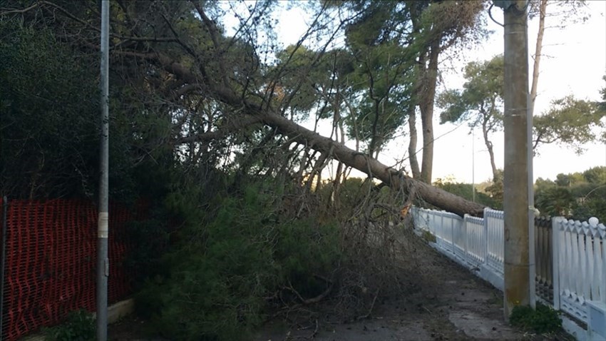Le immagini dei pini abbattuti dai venti di burrasca a Castellaneta Marina.