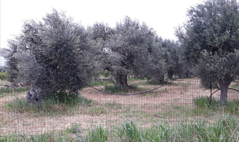 Alberi di ulivo