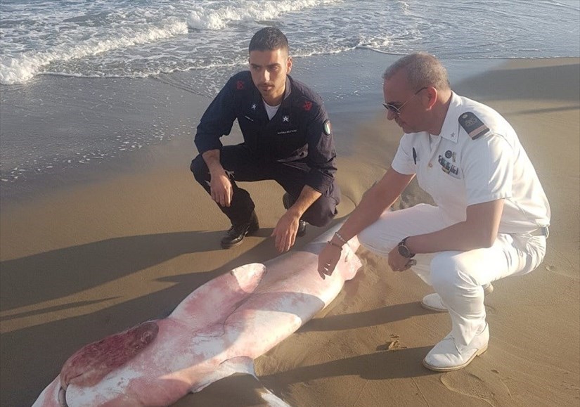 verdesca spiaggiata a Chiatona