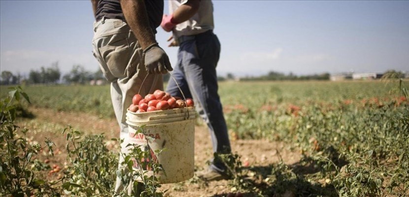 Castellaneta: braccianti agricoli sfruttati nei campi, scattano tre denunce