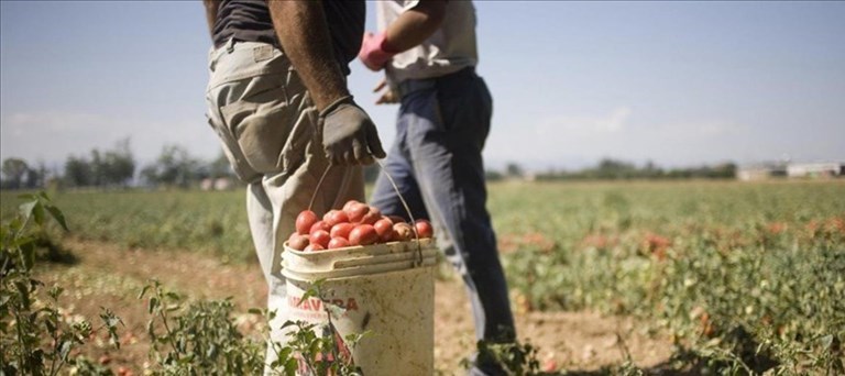Braccianti agricoli sfruttati nei campi, scattano tre denunce a Ginosa