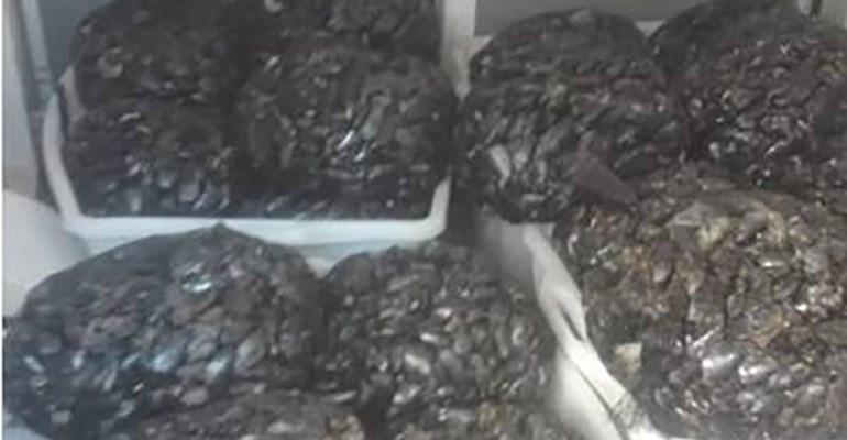 Le cozze sequestrate Le cozze sequestrate