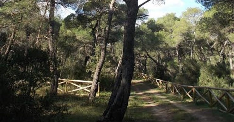 La Pineta Regina di Marina di Ginosa. La Pineta Regina di Marina di Ginosa.