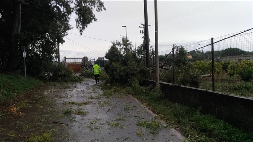 Alberi caduti all'ingresso di Chiatona in via Oleandri - Massafra