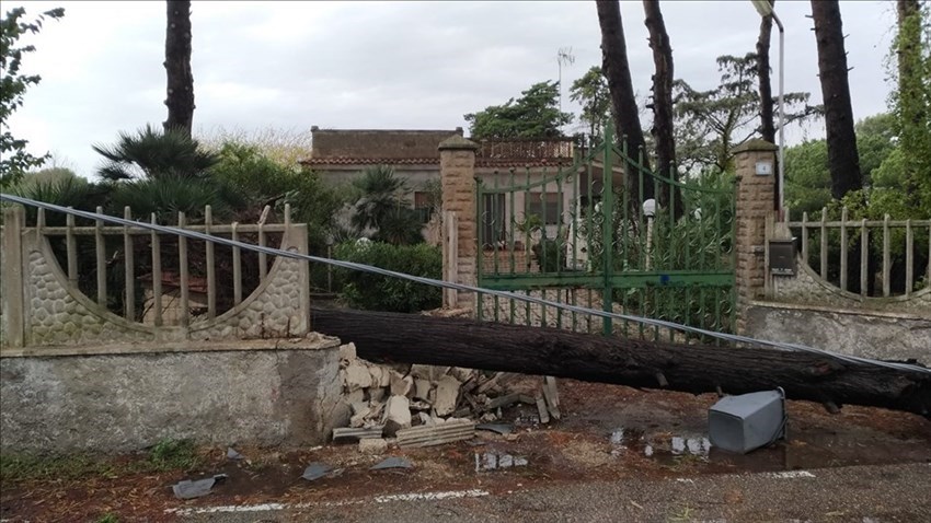 Alberi caduti in via dei Cavallari della Marina in Località Elena Marina (Verde Mare) - Massafra