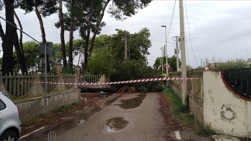 Alberi caduti in via dei Cavallari della Marina in Località Elena Marina (Verde Mare) - Massafra