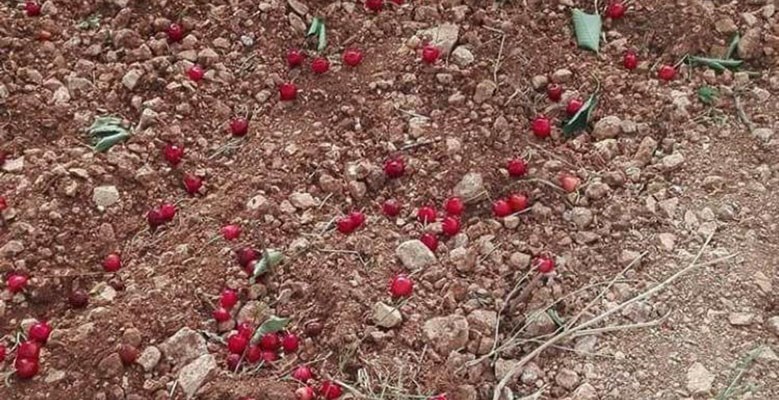 Agricoltura pugliese spazzata dal vento, CIA: «Riformare subito il sistema dei risarcimenti»